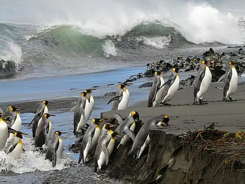 King penguins (Aptenodytes patagonicus)