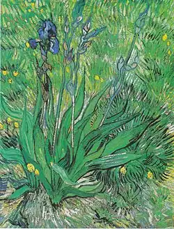 The Iris May 1889 National Gallery of Canada, Ottawa (F601)