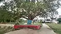 In Mithila region, Banyan tree is called Var Gachhi. The photo is taken at the bank of Chaudhary Pokhair in the campus of Basuki Nath Mahadev Mandir.
