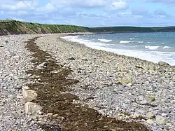 Shingly storm beach below a low cliff. The line of seaweed marks the high-water mark.