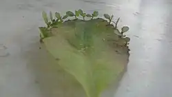 Vegetative Propagation