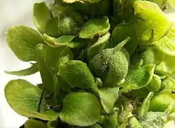 A close-up of the green capsules of V.&nbsp;thapsus, surrounded by the sepals