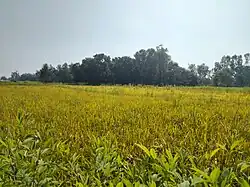 View of Puwari Baadh at Inrwa Tol in Basuki Bihari North