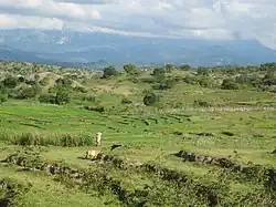 Rice fields in Caibada with Mount Matebian in the background