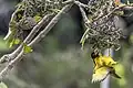 Female and male at nests, Ghana