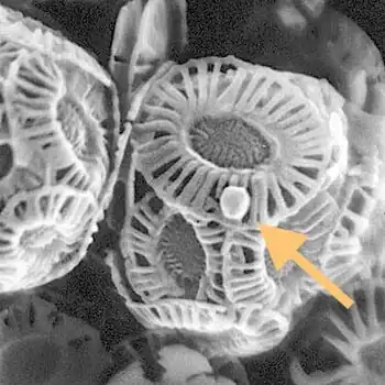 This planktonic virus (arrowed) is the giant coccolithovirus, Emiliania huxleyi virus 86, infecting an Emiliania huxleyi coccolithophore