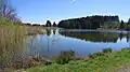 Weiher (ponds) of Wald