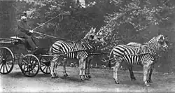 Walter Rothschild with a carriage drawn by four zebra
