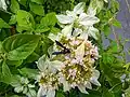 A wasp on blooming Mountain Mint (Pycnanthemum)