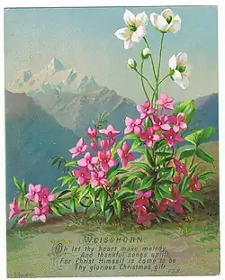 Weisshorn and flowers.
