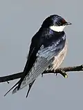White-throated swallow