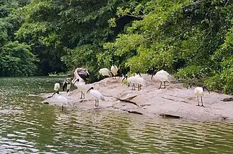 Troop of white ibises