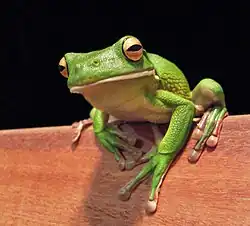 White lipped tree frog