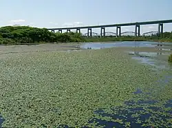 Ponds with Brasenia schreberi along the Attikamek Trail