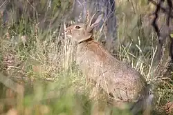 A rabbit in the grass with its head raised