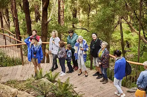 A group of people with a nature guide, all on the sanctuary path, surrounded by trees and ferns, looking up at a koala.