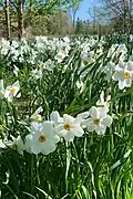 Field of daffodils (Narcissus) in bloom