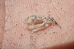 Woodworthia korowai scales found at Muriwai Beach at the base of coastal toetoe (Austroderia splendens)