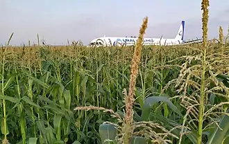 An Ural Airlines Airbus A321 in a cornfield obscured from the camera by corn stalks