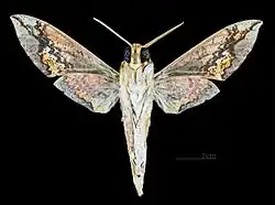 Male underside Xylophanes chiron cubanus