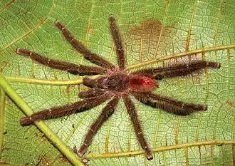 Adult male Y.&nbsp;gamba