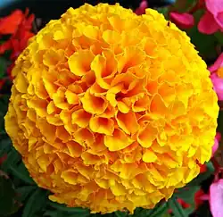 French marigold flower