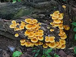 Yellow fungi on dead log, October 2024
