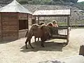 Camels