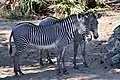 Grevy's zebras