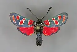 Mounted specimen