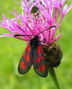Feeding on Centaurea