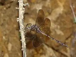 Female with dark wings