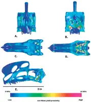 3D model of the skull of Proceratosaurus, with colours indicating areas of stress, in various views. The stresses are relatively low across the skull except for the lower portion of the posterior part of the skull
