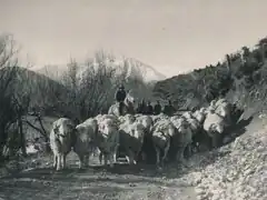 Flock of merino rams near Lake Heron