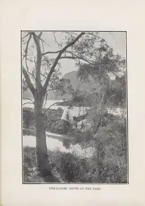 Picture of the ladies' tents at the camp, Tasmanian Field Naturalists' Club Easter Camp Report, 1909